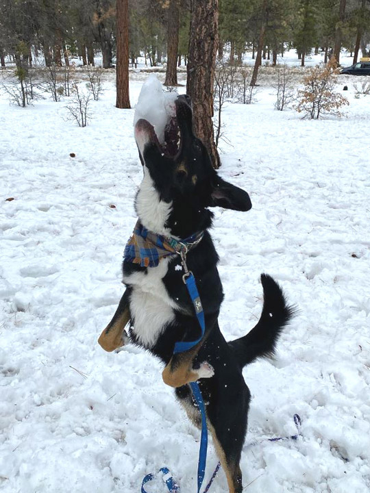 chinook dog